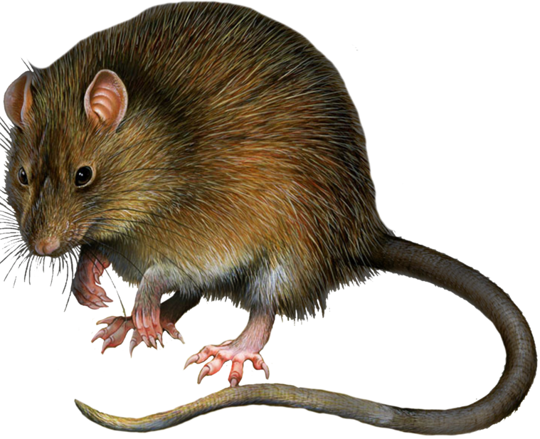 RAT